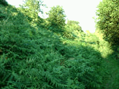 Photo of a section of overgrown rampart