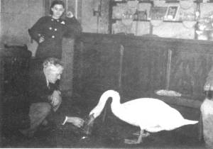 Mr Swan downs his daily pint in the Hanbury Arms, Caerleon.