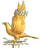aquila