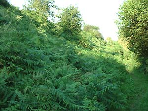 Lodge Wood Camp Caerleon Wales